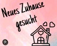 Wir suchen dringend eine Wohnung Duisburg - Meiderich/Beeck Vorschau