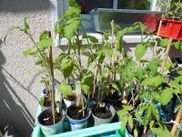 Bio-Tomatenpflanzen und Gemüsepflanzen je Topf 2€ Kiel - Ellerbek-Wellingdorf Vorschau