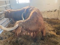 Schottische Hochlandkuh / Highland Cattle Kuh Hessen - Zierenberg Vorschau