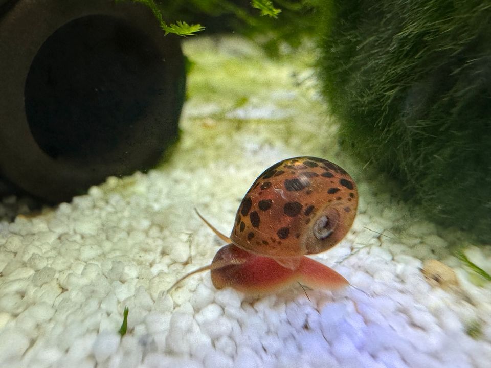 Braune Posthornschnecke, Stück 0,50€ in Schonach