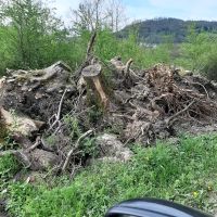 Baumwurzelnzu verschenken Baden-Württemberg - Gaildorf Vorschau