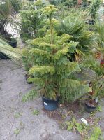 Araucaria heterophylla Araukarie 1,4-1,7m Nordrhein-Westfalen - Nordkirchen Vorschau