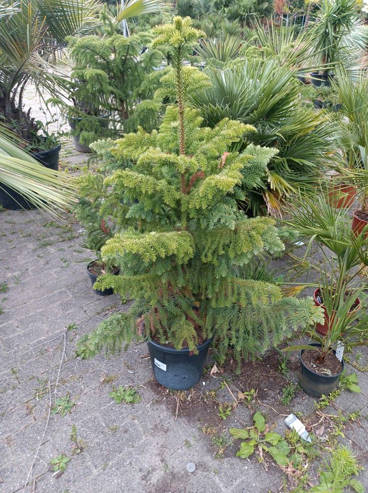 Araucaria heterophylla Araukarie 1,4-1,7m in Nordkirchen