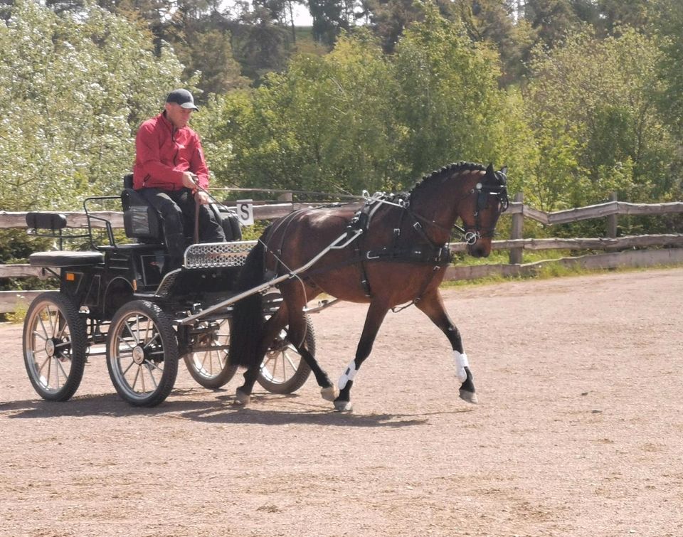 Deutsches Reitpony Wallach, 5 Jahre, 145 cm, geritten und gefahre in Mansfeld