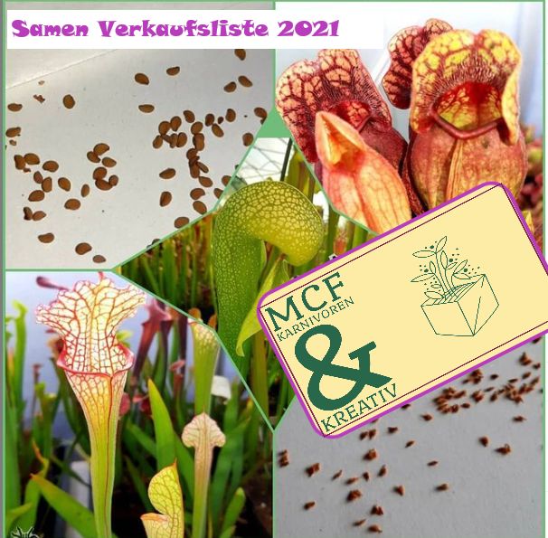 REDUZIERT! FRISCHE ERNTE 2022 Samen Darlingtonia californica in Sulzbach (Saar)
