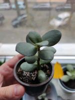 Crassula ovata Geldbaum Baden-Württemberg - Karlsruhe Vorschau