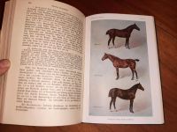 1918,Tierzucht,Pferd,Schaf,Kuh,Rind,Bienen,Fische,Geflügel, Sachsen - Flöha  Vorschau