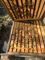 Bienen Bienenvolk Wirtschaftsvolk auf 1 bzw. 2 Zargen Zander Nordrhein-Westfalen - Bottrop Vorschau