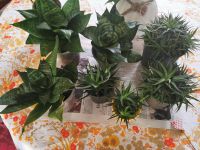 Schöne Zimmerpflanzen zu verkaufen Niedersachsen - Kirchlinteln Vorschau