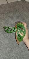 Monstera Adansonii Aurea Variegata Ableger Hessen - Darmstadt Vorschau