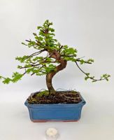 Bonsai Mammutbaum Urweltmammutbaum Rheinland-Pfalz - Böhl-Iggelheim Vorschau