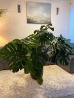 120cm Monstera Deliciosa Fensterblatt inklusive Keramik-Topf Niedersachsen - Oldenburg Vorschau