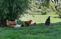 Frische Eier von glücklichen Hühnern Bayern - Schönau Niederbay Vorschau