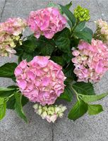 ♥️ Hortensien Pflanze mit rosa Doldenblüten ♥️ Niedersachsen - Bad Harzburg Vorschau