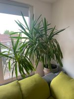 Große Yuccapalme / Yucca Palme Zimmerpflanze - sehr gepflegt! Nordrhein-Westfalen - Langenfeld Vorschau
