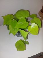 Philodendron lemon lime Berlin - Reinickendorf Vorschau