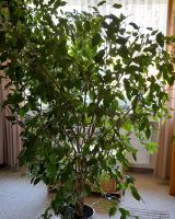 Birkenfeige (Ficus benjamini ) Nordrhein-Westfalen - Lünen Vorschau