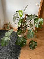 Monstera Ableger Niedersachsen - Wolfenbüttel Vorschau