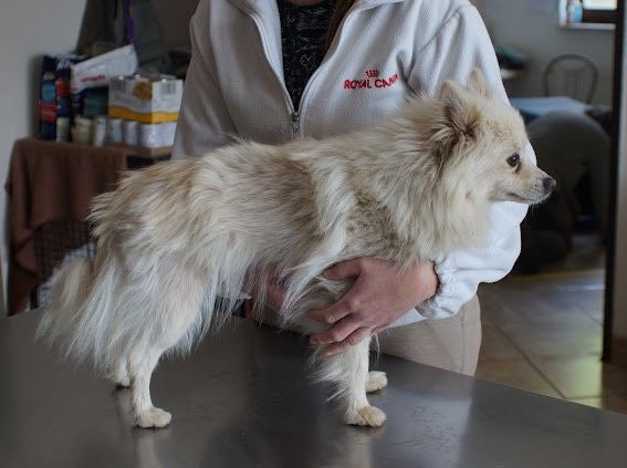 Gwendy Spitz Mix Hündin in Burgsinn