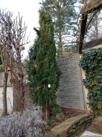 Mittelmeerzypresse,"Toskana", 3 m,Baum,mediterrane Gartenpflanze Nordrhein-Westfalen - Oberhausen Vorschau