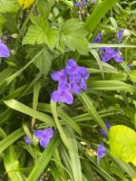 Dekorative Gartenpflanze •• Dreimasterpflanze❣️blau/lila Mecklenburg-Vorpommern - Wismar Vorschau