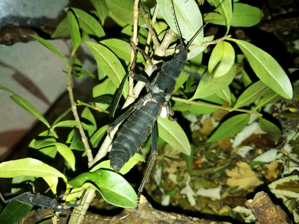 Peruphasma schultei "Pink wings" Nymphen in Ludwigsburg