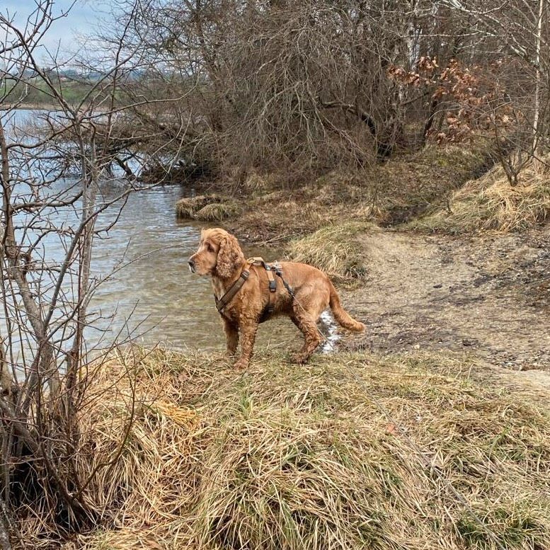 Hundebetreuung Urlaubsbetreuung für Hunde in Murnau am Staffelsee