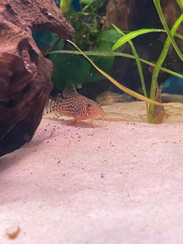 Panzerwelse Corydoras Sterbai Orangeflossenpanzerwels in Emstek