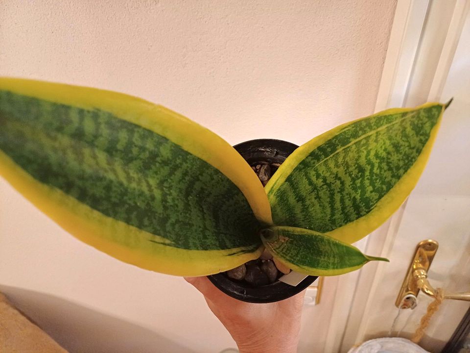 Sansevieria trifasciata 'Laurentii', Bogenhanf, Snake Plant in Stephanskirchen