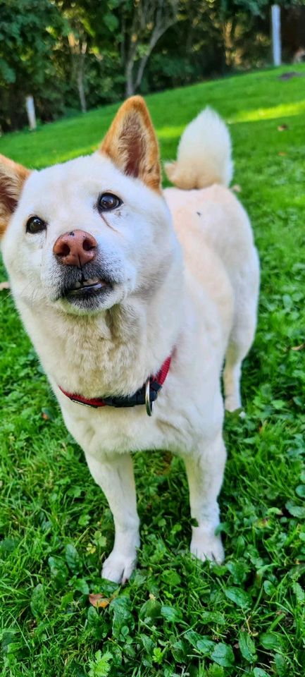 Yuki sucht ihr Zuhause in Rennertshofen