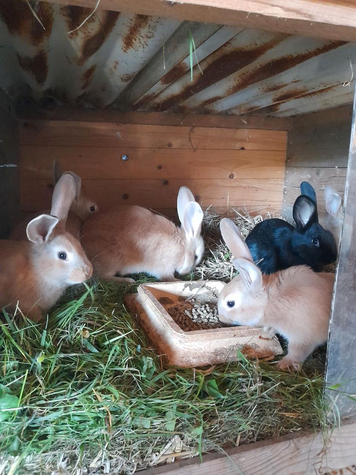 Kaninchen Hasen in Parchim
