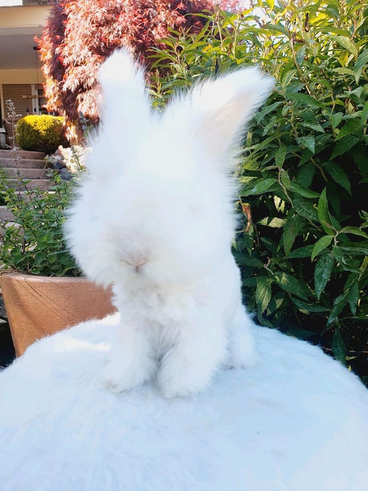 Englische English Angorakaninchen Hase Minilop Teddy Löwenköpf in Neustadt