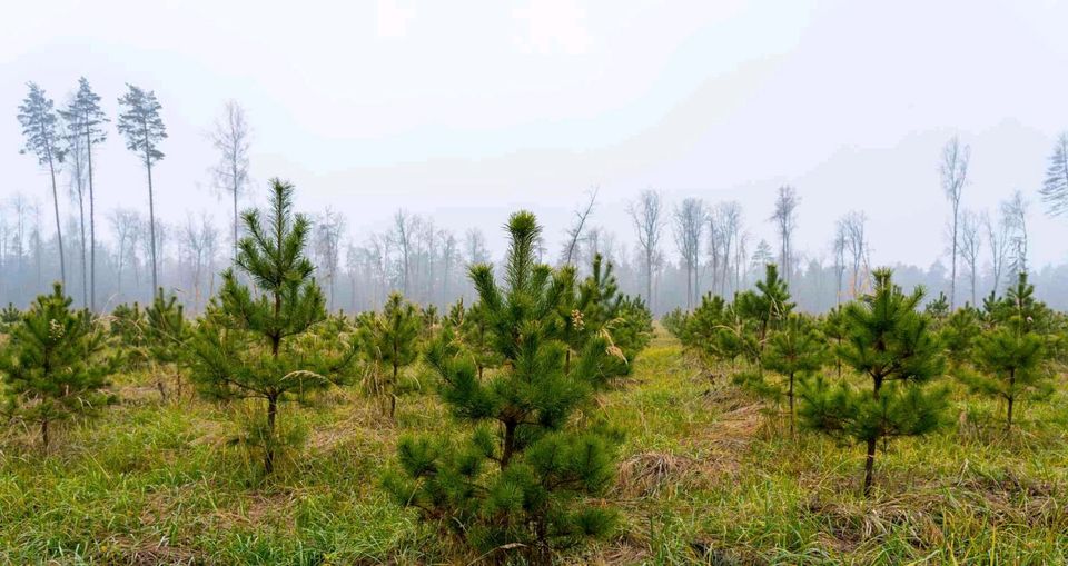 Forstdienstleistungen Baumfällung Wald und Landschaftspflege in Steinmauern