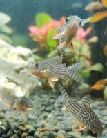 Orangeflossenpanzerwels Corydoras Sterbai Panzerwels Brandenburg - Bestensee Vorschau