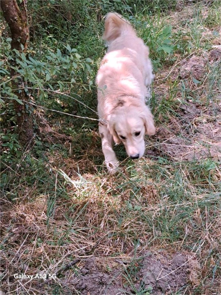 Biete liebevolle Hundebetreuung mit Herz in Goldbach