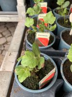 Wassermelone & Honigmelone, watermelon Berlin - Treptow Vorschau