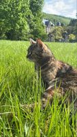 Katze vermisst Nordrhein-Westfalen - Swisttal Vorschau