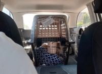 Hundetransportbox Ludwigslust - Landkreis - Rastow Vorschau