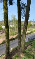Holz - drei Douglasien-Stämme Rheinland-Pfalz - Konz Vorschau