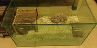 Kleintierkäfig Stall Terrarium mit Zubehör für Nager siehe Fotos Essen - Bredeney Vorschau