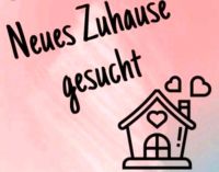 Wir suchen ein neues Zuhause! Schleswig-Holstein - Schacht-Audorf Vorschau