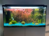 250 Liter Aquarium + Unterschrank Nordrhein-Westfalen - Solingen Vorschau
