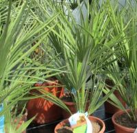 CHAMAEROPS HUMILIS, Gartenpalme, Fächerpalme Rheinland-Pfalz - Lingenfeld Vorschau