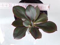 echeveria nodulosa Bayern - Wolfersdorf Vorschau