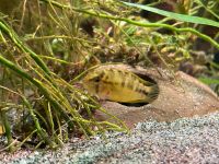 Apistogramma Borelli Sachsen-Anhalt - Dessau-Roßlau Vorschau