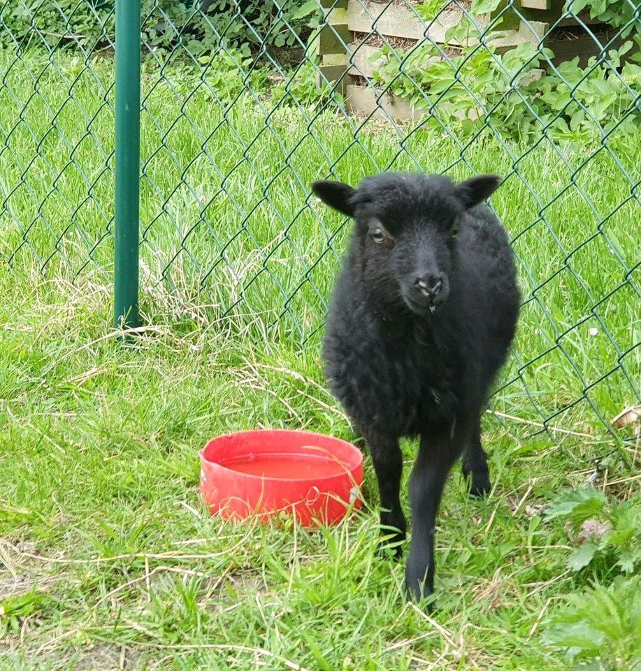 Ouessant Zwergschaf Lämmer Quessant in Rietz-Neuendorf