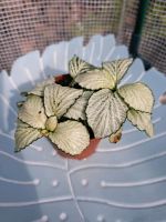 Fittonia albivenis, Mosaikpflanze, etabliert. Schleswig-Holstein - Selent Vorschau