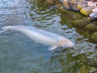 Koi, ca. 60 cm groß, Privatverkauf Brandenburg - Luckenwalde Vorschau