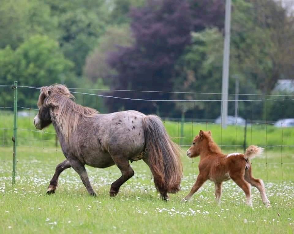 Minishetty / Dt. Partbred Shetlandpony /Mini Appaloosa in Oberhausen