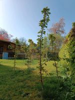 Kirschbaum Süßkirsche Obstbaum Kirsche 6 Stück Bayern - Mähring Vorschau